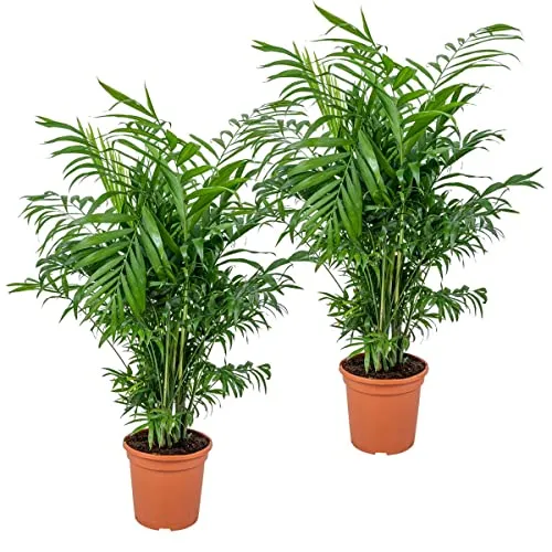 Bloomique von Bloomique