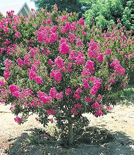 BALDUR Garten Flieder des Südens, 1 Pflanze, Lagerstroemia indica Kreppmyrte winterhart, für Standort in der Sonne geeignet, blühend, sehr pflegeleicht und resistent gegen Krankheiten