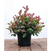 Photinia fraseri 'Little Red Robin' - Glanzmispel mit leuchtend roten Trieben - Blumen & Stauden – Immergrüne Pflanze mit dekorativen Blättern, ideal für Hecken oder Kübel, winterhart bis -15 °C und pflegeleicht.