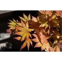 Japanischer Ahorn Acer palmatum 'Autumn Moon'