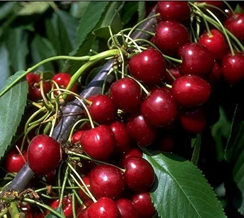 Bäume Rot von ARTland