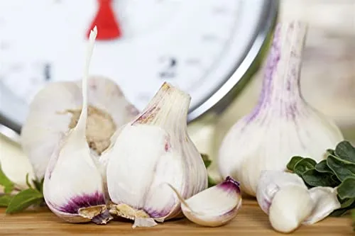 Allium sativum var. sativum 9x9 cm Topf – Winterhart, Mehrjährig, Pflegeleicht – Knoblauch – Kräuterpflanze für Beet & Kübel