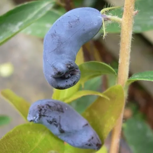 Sibirische Blaubeere Haskap Beere Eisbär (R) - Lonicera kamtschatica