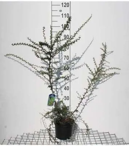 Berberis stenophylla