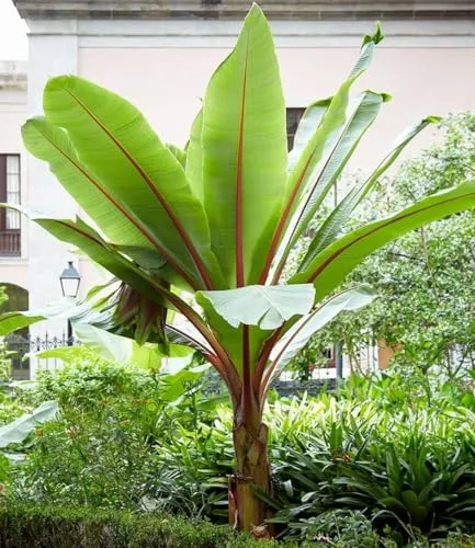 Bäume Rot von BALDUR-Garten