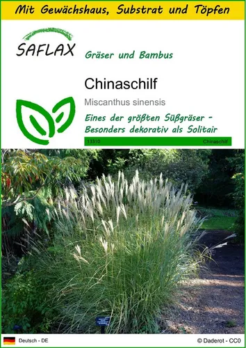 SAFLAX Blumensamen SAFLAX - Anzuchtset - Chinaschilf