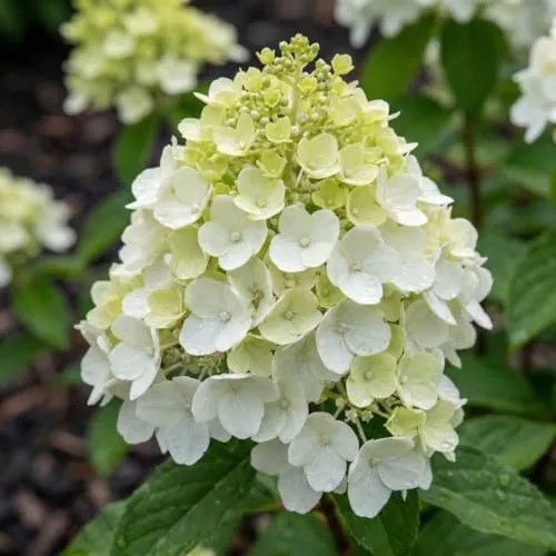 Hortensien Winterhart Paniculata Sugar Rush (3 Pflanzen)
