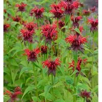 Indianernessel Squaw - Monarda didyma
