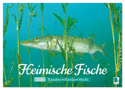 Heimische Fische: Karpfen, Forelle, Hecht - Wandkalender 2026 - Kalender mit 12 beeindruckenden Fische-Motiven aus europäischen Gewässern, hochwertiger Fotodruck, ideal als Geschenk für Naturfreunde und umweltbewusste Käufer.