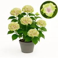 Exotenherz Hortensia Magical Jewel Pink - Blütenstrauch im 23cm Topf - Die Hydrangea Magical Jewel Pink bringt romantische Farben in deinen Garten. Mit 7–12 üppigen Blüten und stabilen Wuchs ist sie ideal für Beete und Kübel. Pflegeleicht und blühfreudig!