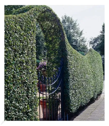 BALDUR Garten Schwarzgrüner Liguster 'Atrovirens' von BALDUR-Garten