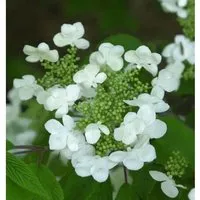 Japanischer Schneeball St. Keverne 125-150cm - Viburnum plicatum