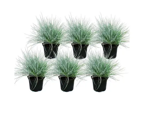 Exotenherz Beetpflanze Blauschwingel-Gras - Festuca glauca - 9cm Topf