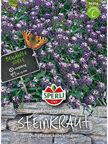 Steinkraut SPERLING`s Königsteppich