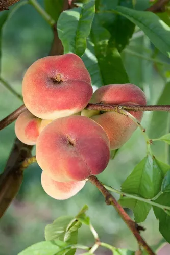 Pflanzen für Dich Obstpflanze Prunus persica Sugar Baby