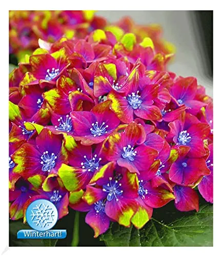 BALDUR-Garten Pflanzen von BALDUR-Garten