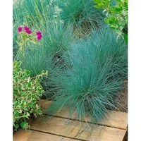Festuca Amethystina Blauschwingel Ca. 9x9 cm Topf