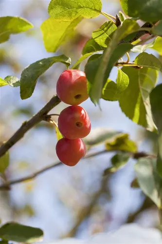 Malus Red Sentinel Zierapfel mit roten Früchten 100–125 cm - Attraktiver Zierapfel mit reicher Blüte und leuchtend roten Früchten, ideal für Vorgärten oder Terrassen. Pflegeleicht und schnittverträglich, bringt Farbe in jeden Garten!