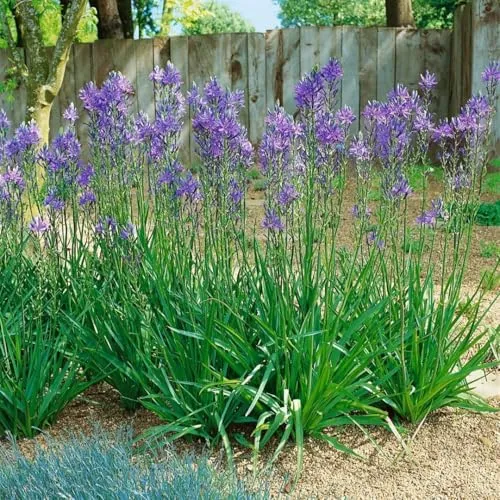 Camassia quamash 11x11 cm Topf – Winterhart, Mehrjährig, Pflegeleicht – Prärielilie – Zwiebelpflanze für Beet & Naturgarten