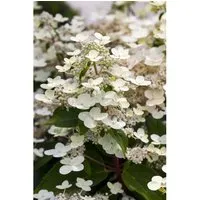 Hydrangea Paniculata Rispenhortensie 40-60 cm - Blühende Zimmerpflanzen, pflegeleichte Rispenhortensie mit cremeweißen Blüten, die sich in Rosa verwandeln – ideal für Kübel und Rabatten, zieht Bienen und Schmetterlinge an.