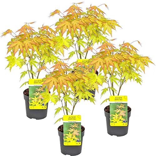 Bloomique 4er Set Acer Palmatum Orange Dream