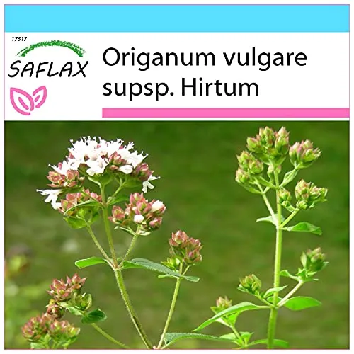 SAFLAX - Geschenk Set - Kräuter - Griechischer Oregano - 600 Samen - Mit Geschenk- / Versandbox, Versandaufkleber, Geschenkkarte und Anzuchtsubstrat - Origanum vulgare