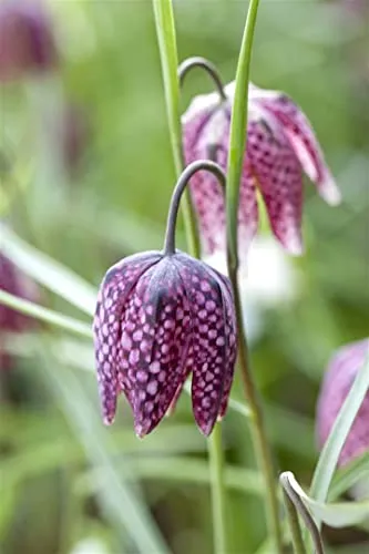 Fritillaria Meleagris - Schachbrettblume im Topf (9x9 cm) - Elegante Schachbrettblume mit einzigartigen Blüten in Purpurviolett und Weiß. Ideal für naturnahe Gärten, Kübel und als Solitärpflanze. Pflegeleicht und winterhart, bringt sie Frühlingszauber in jeden Garten.