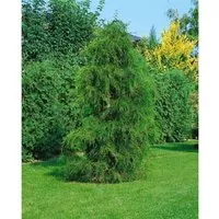 Pflanzen für Dich Konifere Chamaecyparis pisif. Plumosa Flavescens - Ziergehölze mit eleganten, gelbgrünen, federartigen Trieben, ideal für Vorgärten und als Sichtschutz. Robust und winterhart, perfekt für moderne und klassische Gartenkonzepte.