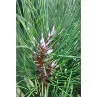 Pflanzen für Dich Konifere Pinus sylvestris Fastigiata, 1 St. - Säulenförmige Waldkiefer - Ziergehölz, immergrün und platzsparend mit architektonischer Wirkung – ideal für moderne Gärten und als Solitär im Vorgarten.