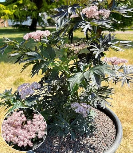 BALDUR Garten Säulen-Holunder 'Laced Up®',1 Pflanze, säulenförmiger, aufrechter Wuchs, schwarzes Laub & rosa Blüten, winterhart im Beet & Kübel, mehrjährig, pflegeleicht