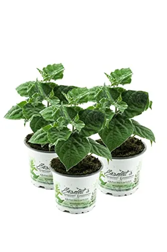 Produktbild 3er Set Andenbeere (Physalis peruviana)
