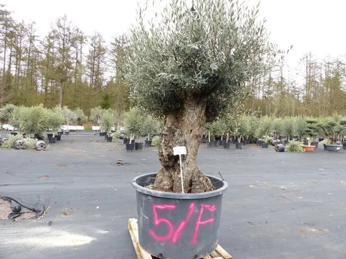 Olivenbaum Nr. 5/F, 250 cm - Einzigartiger, knorriger Baum - Bäume, Sträucher & Hecken: Winterharter Olivenbaum Olea Europaea, 250 cm hoch, mit einem einzigartigen knorrigen Stamm und einer prachtvollen Krone – ein absolutes Unikat für Ihren Garten.