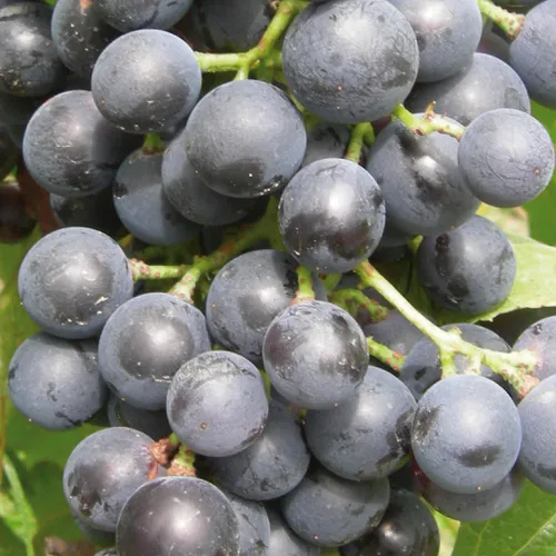 Weinrebe Muscat Bleu 2L