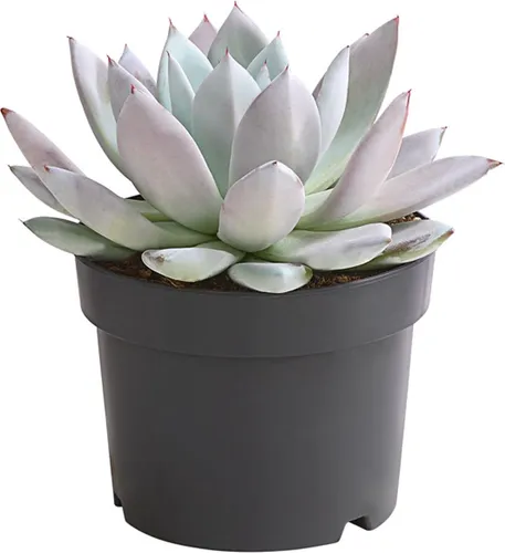 Produktbild Dehner Echeverie Mexican Giant, Echeveria-Hybride, 15-25 cm inkl. Pflanztopf, Ø Topf 17 cm, Sukkulente