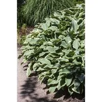 Hosta Francee Funkie Ca. 13 cm Topf