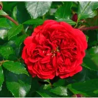 Produktbild Hochstamm Rose Out of Rosenheim 80-100cm