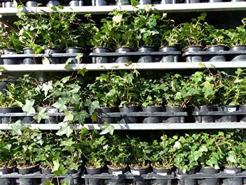Produktbild Efeu Hedera helix 25 Stück