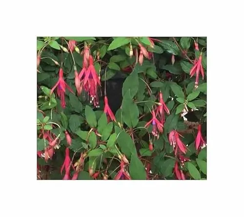 Stk - 10x Fuchsia magellanica - Scharlach Fuchsie Strauch Pflanzen - Samen ID1722 - Seeds & Plants Shop by Ipsa
