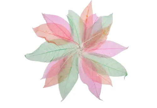 EDUPLAY Experimentierkasten Transparente Blätter 20er Set