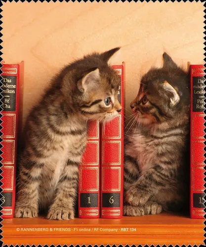 Brillenputztuch / Microfaserputztuch Brille 