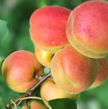 Klosterneuburger Marille, Buschbaum – Kleinbleibend und ertragreich - Obstsamen & -pflanzen: Robuste, ertragreiche Marillensorte mit großen, saftigen Früchten. Ideal für Frischverzehr, wächst bis 3,5m hoch und eignet sich perfekt für Gärten.