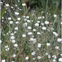 Produktbild Kranz Lichnelke Alba - Lychnis coronaria