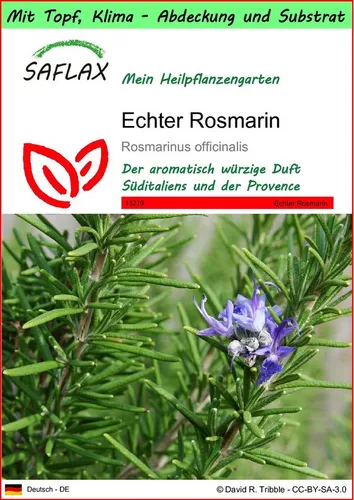 SAFLAX Blumensamen SAFLAX