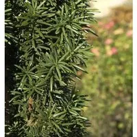 Produktbild Säuleneibe 30-40cm