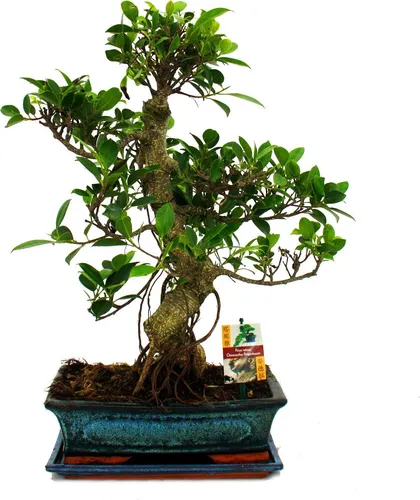 Bonsai Chinesischer Feigenbaum - Ficus retusa - 12-15 Jahre - Bonsai für Anfänger und Profis, liebevoll von Hand gestaltet. Ein einzigartiges Unikat mit einer Gesamthöhe von 40-45 cm und einer Schalengröße von 28 x 21 cm.