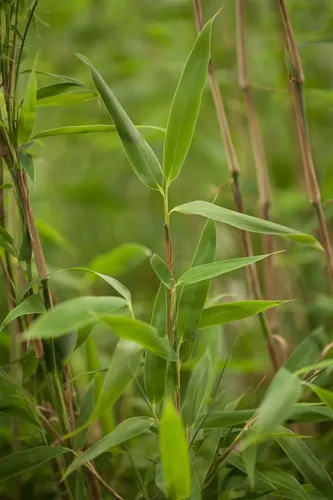 Fargesia mur. Superjumbo - Dichtwachsender Gartenbambus - Wunderschöner, winterharter Gartenbambus für halbschattige Standorte. Ideal für Sichtschutz und grüne Akzente im Garten. Wuchsform: aufrecht und buschig.