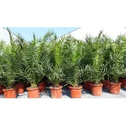 Palme XXL 180 cm Phoenix canariensis - Kanarische Dattelpalme, winterhart und ideal für Innen- und Außenbereiche, mit einer Höhe von 160-180 cm und extra kräftigen Pflanzen für eine beeindruckende Optik.