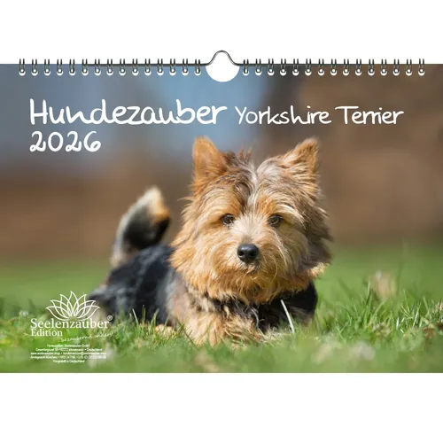 Hundezauber Yorkshire Terrier DIN A4 Kalender für 2026 Welpen und Hunde - Seelen