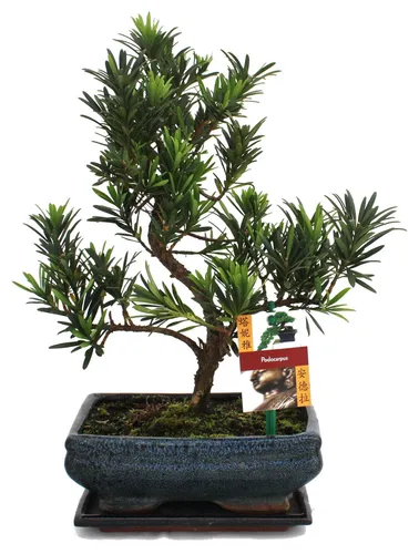 Produktbild Exotenherz Bonsai Steineibe