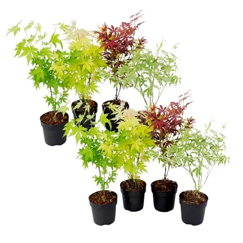 Plant in a Box